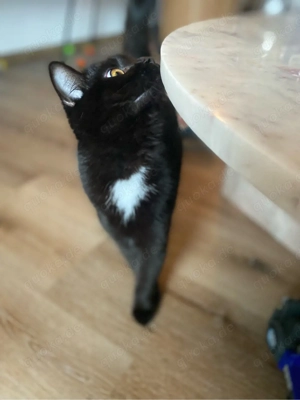 Zwei weibliche Katzen (Geschwister) nur zusammen abzugeben