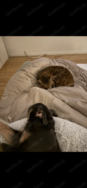 Old english Bulldog rüde 5 Monate alt  Bild 3