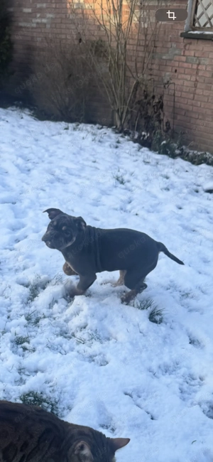 Old english Bulldog rüde 5 Monate alt  Bild 2