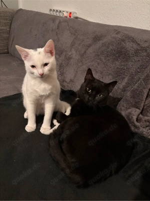 im Auftrag ein Kater abzugeben