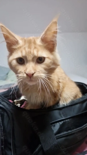 Maine coon Katerchen red silver