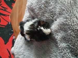 Schöne meerschweinschenbabys