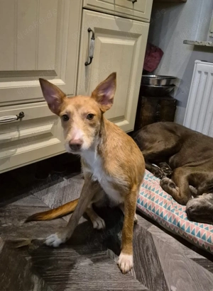 Casey sucht ein Zuhause