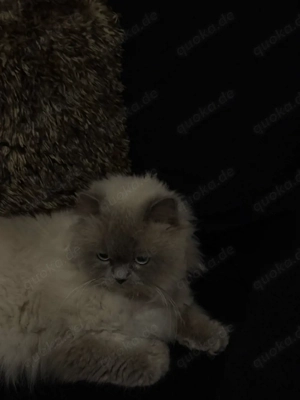    Wunderschöner Blue Point Langhaar-Kater als Deckkater   