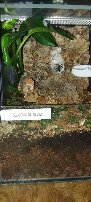Vogelspinnen zu verkaufen !  Bild 7