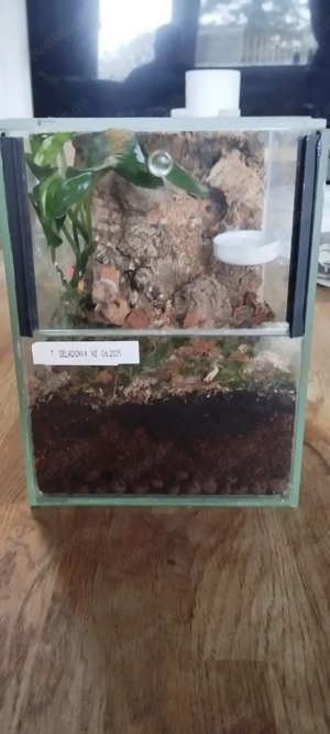 Typhochlaena seladonia in fh 4 mit Terra 15x15x20