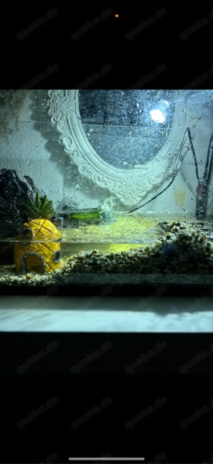 aquarium oder terarium