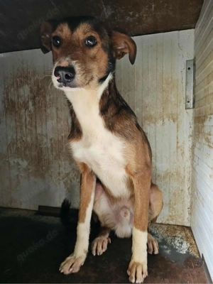 Schüchterner Mickey sucht seinen Menschen