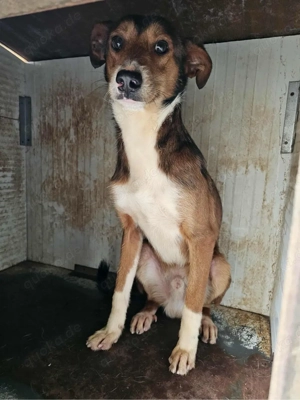 Schüchterner Mickey sucht seinen Menschen