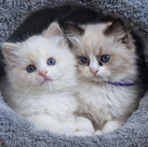 Ragdoll-Kätzchen WhatsApp: (15510055069).