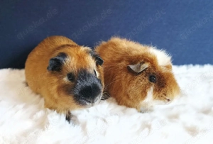 Meerschweinchen Igor & Willi suchen ihr Traumzuhause