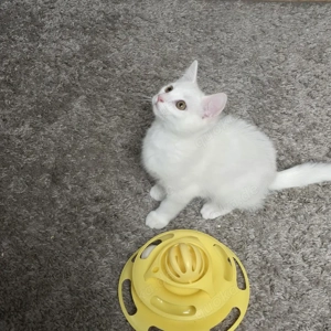 Kitten Türkisch Angora BLHsuchen ein liebevolles Zuhause 