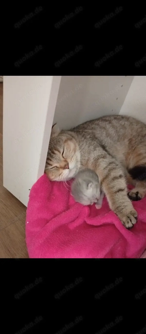 bkh baby kätzchen. mädchen