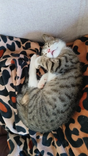 Katze sucht neues Zuhause 