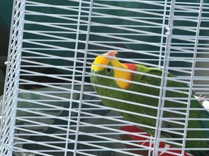 Schiltsittich Barrabands 