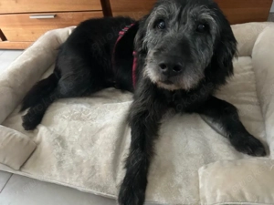 Zeca sucht sein Körbchen