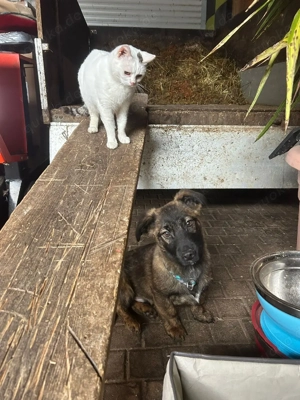 Alonso sucht seine Menschen  Bild 2