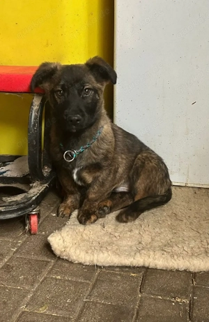 Alonso sucht seine Menschen 