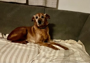 Senior Brown sucht ein Zuhause