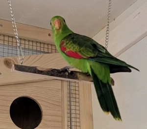 Rotflügelsittiche zur Abgabe