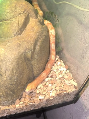 1.0 Kornnatter (Sunglow) von 2021 (Von M&S Reptilien)