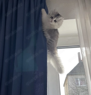 Britisch langhaarige Katze