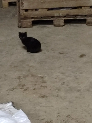 Babykatzen