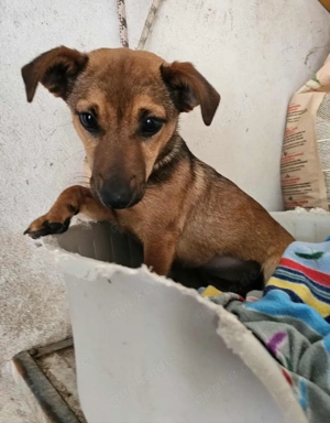 Süße Suri sucht ein Zuhause