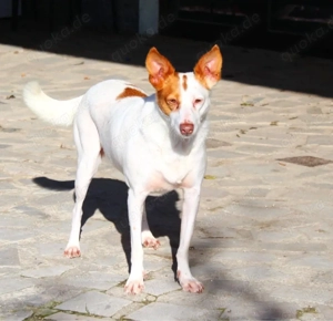 Liebevolle Hundin Mola sucht