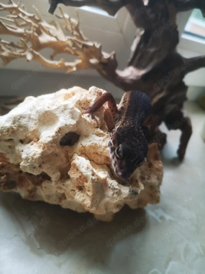 Leopardgecko Black Night Männchen, 2 Jahre alt