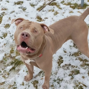 American Bully XXL Deckrüde (lilac) kein Verkauf!! Bild 2