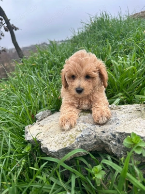 Maltipoo Welpen 