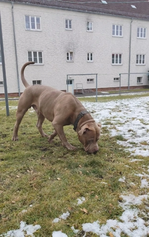 American Bully XXL Deckrüde (lilac) kein Verkauf!! Bild 4
