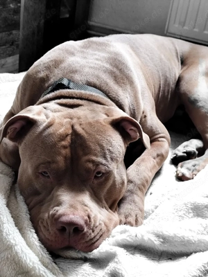 American Bully XXL Deckrüde (lilac) kein Verkauf!! Bild 3