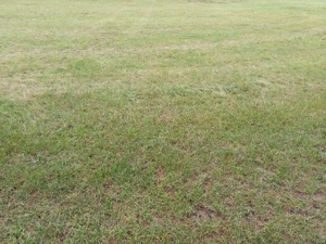 Suche Grundstück oder Wiesengrundstück 