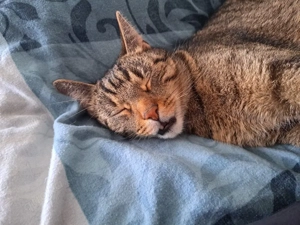 Mischlingskater Oskar