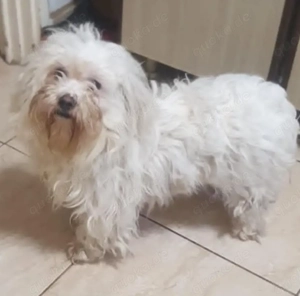 Chipy - unser Bichon-Hundekind - sucht ein liebes Zuhause