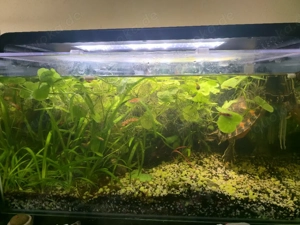 Schmuck schildkröte