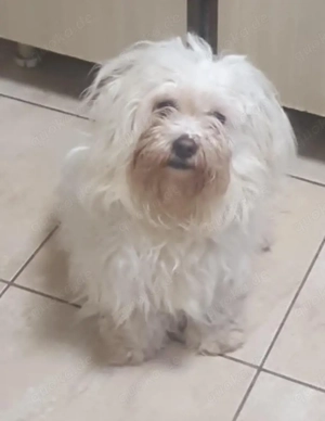 Chipy - unser Bichon-Hundekind - sucht ein liebes Zuhause
