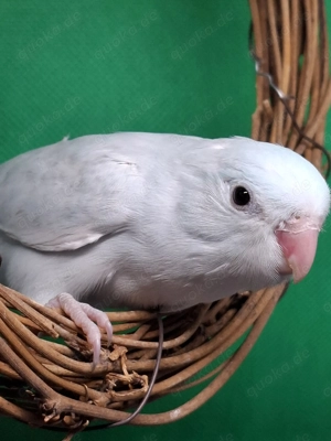 0.1 Blaugenick Sperlingspapageien 