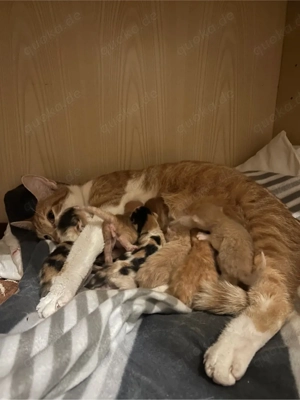 Maine Coon Mix Kitten