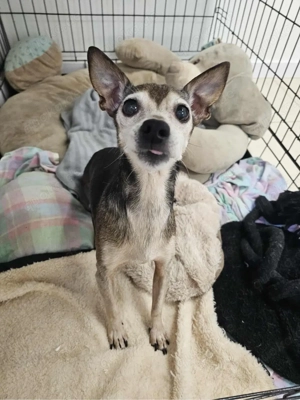 Kleine Luna sucht ein Zuhause Bild 7