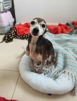 Kleine Luna sucht ein Zuhause Bild 6