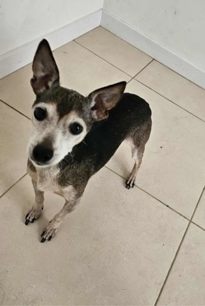 Kleine Luna sucht ein Zuhause