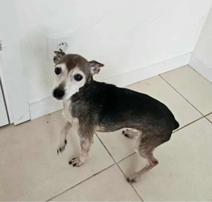 Kleine Luna sucht ein Zuhause Bild 5