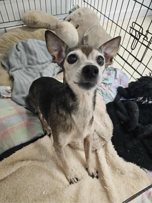 Kleine Luna sucht ein Zuhause Bild 8