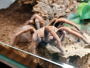 Adulte Vogelspinne Pamphobeteus sp. mascara weibchen