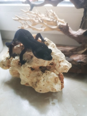 Wunderschönes Black Night Weibchen, Leopardgecko BN Bild 4