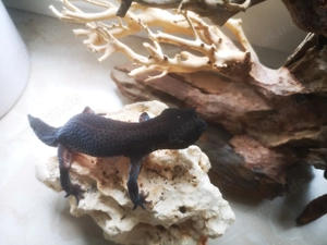 Wunderschönes Black Night Weibchen, Leopardgecko BN