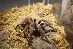 Lasiodora Parahybana Bundle   Vogelspinnen